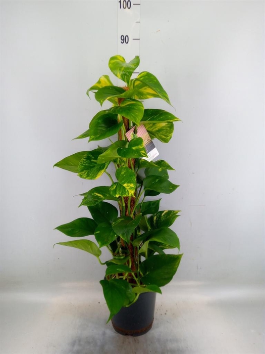 <h4>Epipremnum pinn.   ...moss stick</h4>