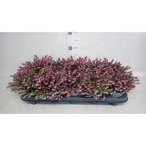 Erica darley. 'Kramer's Rote'