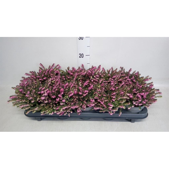 <h4>Erica darley. 'Kramer's Rote'</h4>