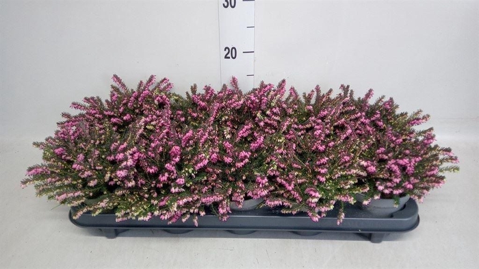 <h4>Erica darley. 'Kramer's Rote'</h4>