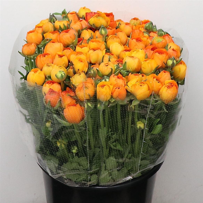 <h4>Ran El Orange Extra</h4>