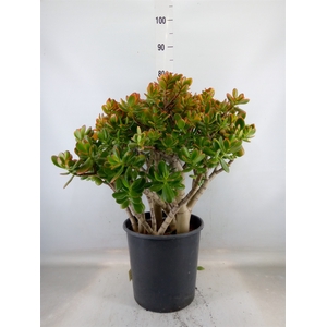 Crassula ovata 'Sunset'