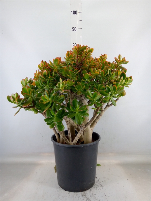 <h4>Crassula ovata 'Sunset'</h4>