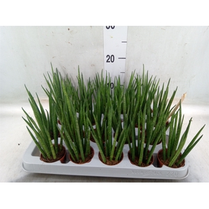 Sansevieria bacularis