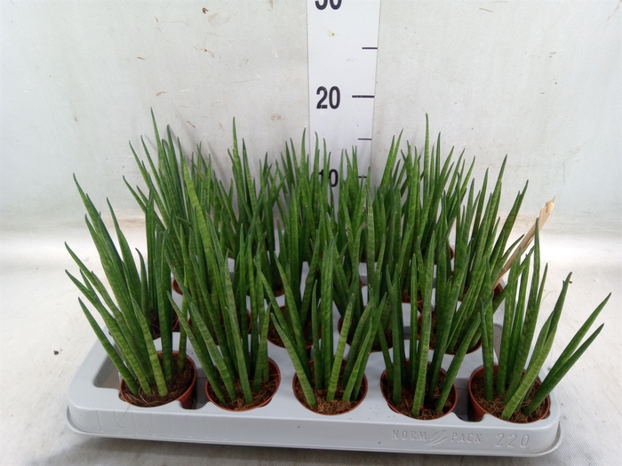 <h4>Sansevieria bacularis</h4>