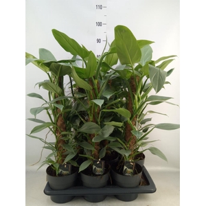 Philodendron  'Silver Queen'