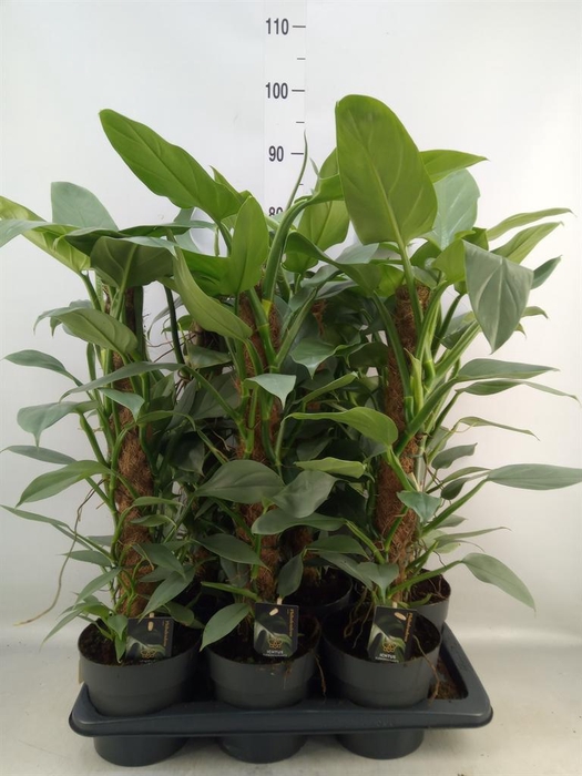 <h4>Philodendron  'Silver Queen'</h4>