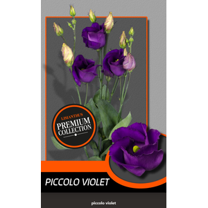 Eust.Piccolo Violet (D) Kwekerij