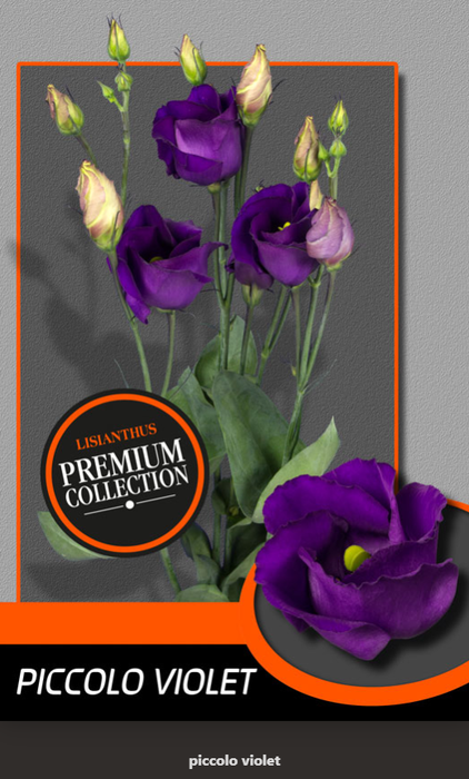 <h4>Eust.Piccolo Violet (D) Kwekerij</h4>