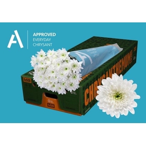 CHRYSANTHEMUM TR 'BALTICA'