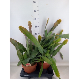 Epiphyllum   ...
