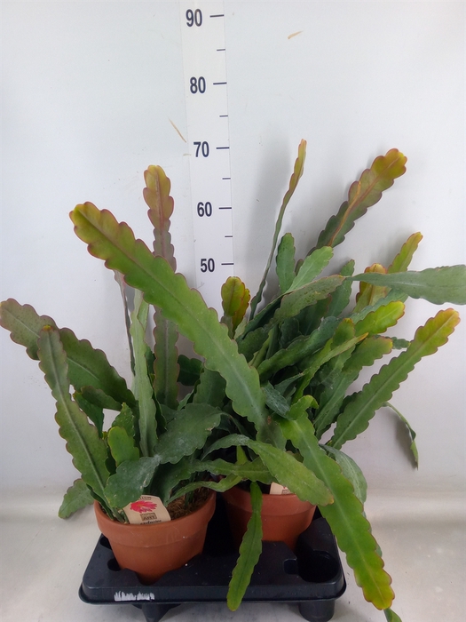 <h4>Epiphyllum   ...</h4>