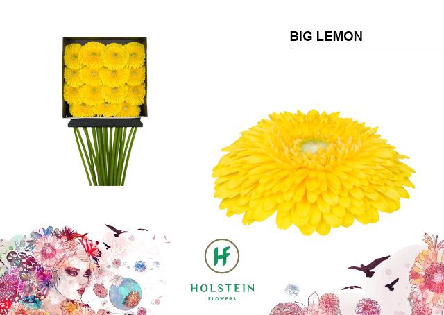 <h4>Gerbera Pomponi Big Lemon Diamond per kaart</h4>