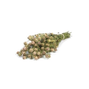 .Nigella nat. green