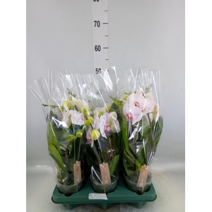 Phalaenopsis  'SpiritWhite Special'