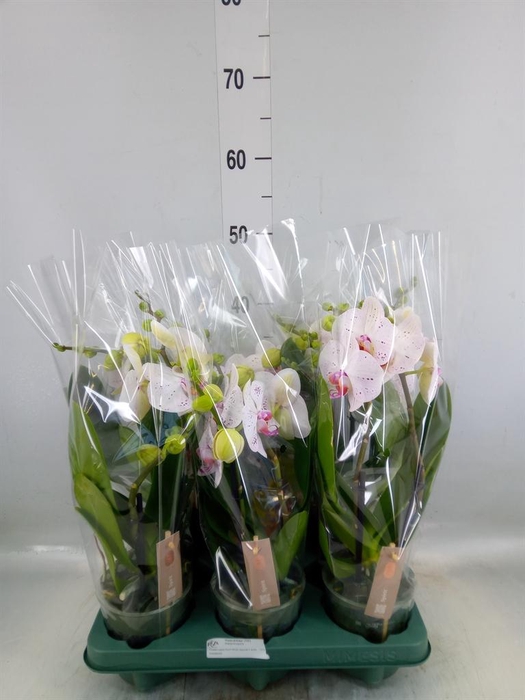 <h4>Phalaenopsis  'SpiritWhite Special'</h4>