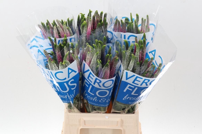 <h4>Veron Smart Col Gem</h4>