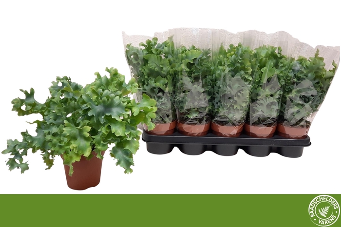 <h4>PHLEBO A DAVANA</h4>