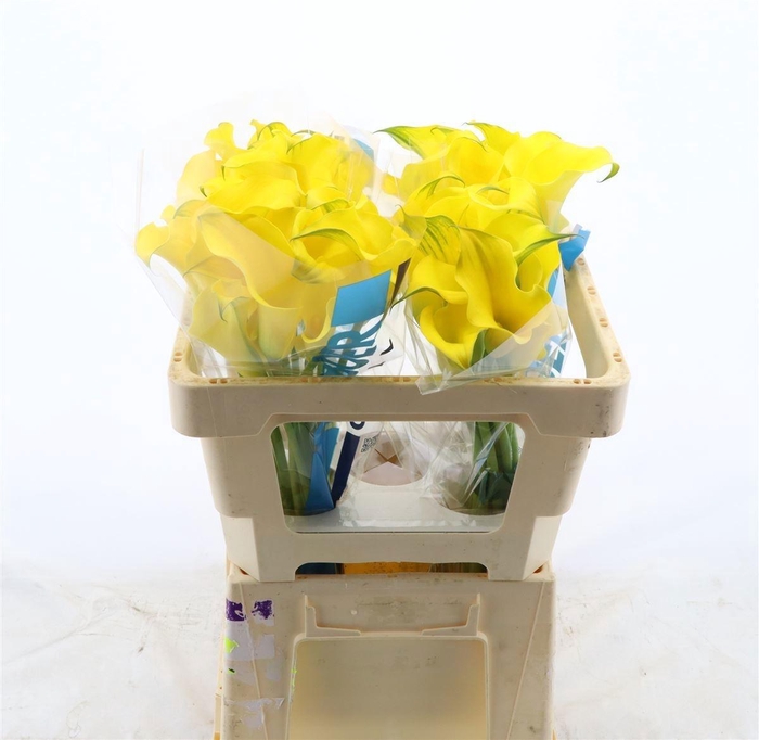 <h4>ZANT CAPT SOLO</h4>