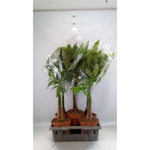 Pachira aquatica