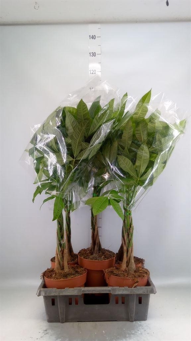 <h4>Pachira aquatica</h4>