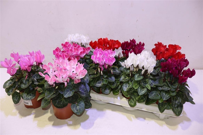 <h4>Cycl Kl Sup Winter</h4>