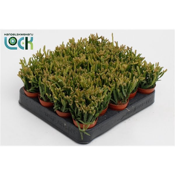 <h4>Rhipsalis Ewaldiana</h4>