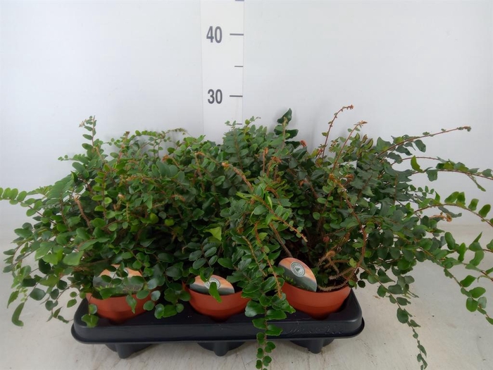 <h4>Pellaea rotundifolia</h4>