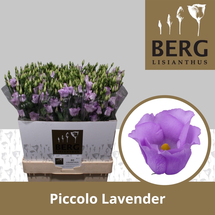 <h4>Lisianthus Piccolo Lavender</h4>