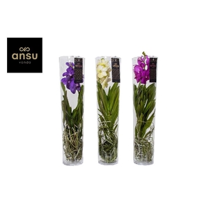 Vanda glasvaas Michelle 70 Mix