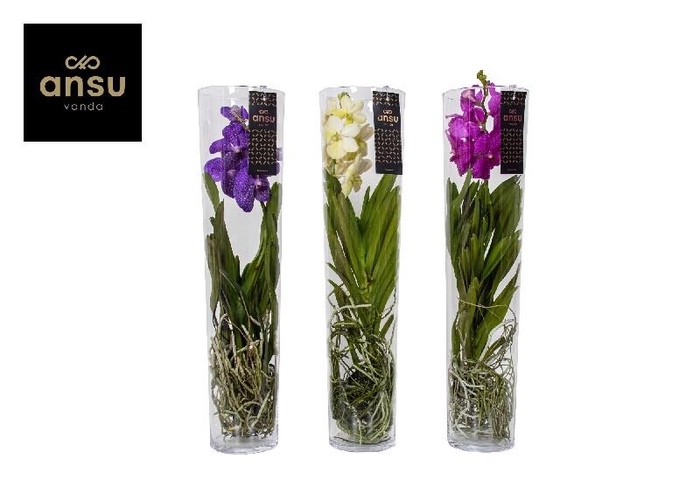 <h4>Vanda glasvaas Michelle 70 Mix</h4>