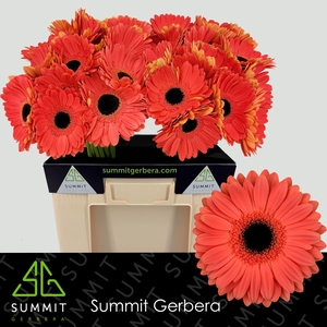 Gerbera Jamilla  Water