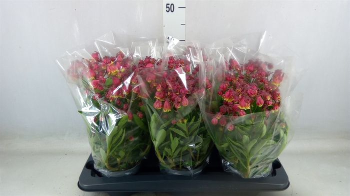 <h4>Kalanchoe HG ...</h4>