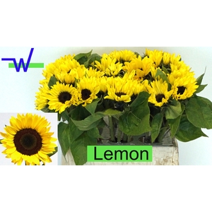 HELI SUNRICH LEMON