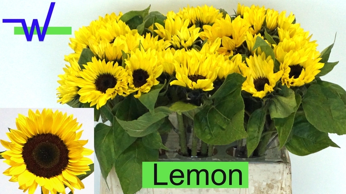 <h4>HELI SUNRICH LEMON</h4>