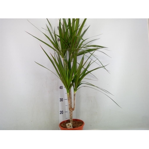 Dracaena marg.