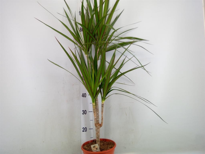 <h4>Dracaena marg.</h4>