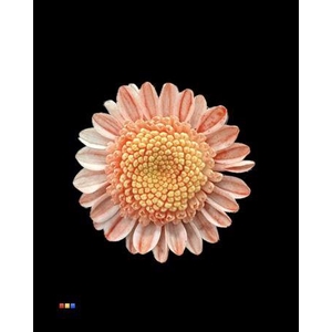 Chr T Stallion Dusty Red