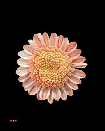 <h4>Chr T Stallion Dusty Red</h4>