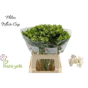 PHLOX P WHITECAP