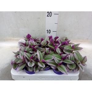 Tradescantia albif. 'Nanouk'