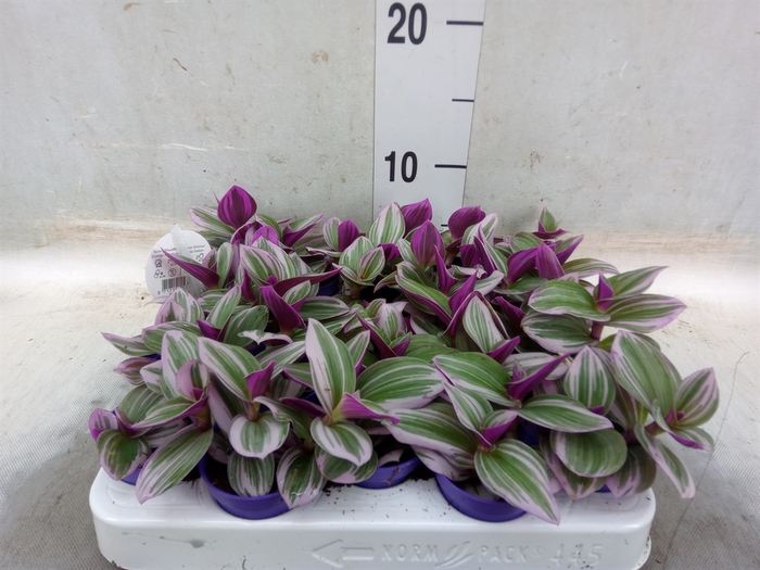 <h4>Tradescantia albif. 'Nanouk'</h4>