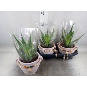 Aloe arborescens