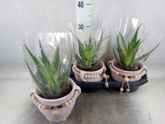 <h4>Aloe arborescens</h4>