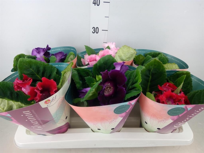 <h4>Sinningia   ...mix</h4>