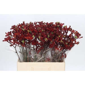 Anigozanthos Early Spring