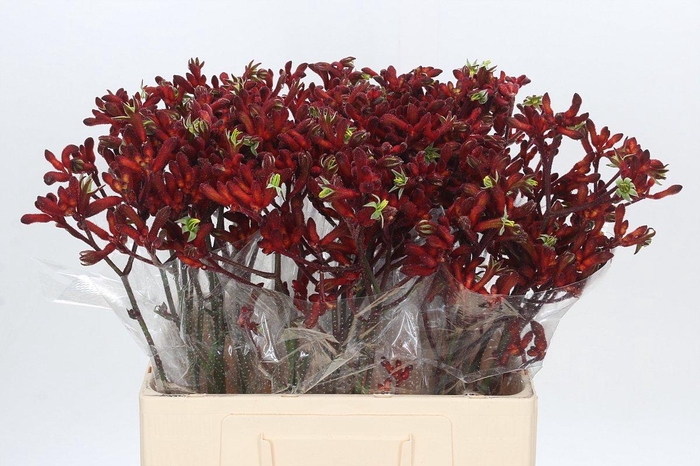 <h4>Anigozanthos Early Spring</h4>