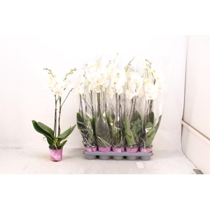 PHAL OV WIT