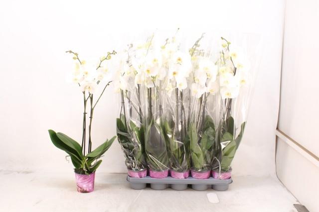 <h4>PHAL OV WIT</h4>