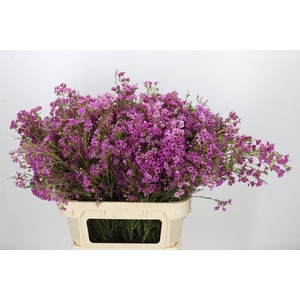 Chamelaucium Niek's Pride